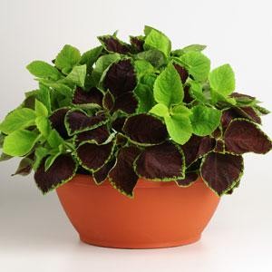 Coleus_Chocolate_Symphony_Fuseables_(2)