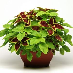 Coleus_Under_the_Sun_Fuseables