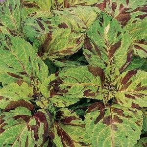 Coleus_Wizard_Mosaic