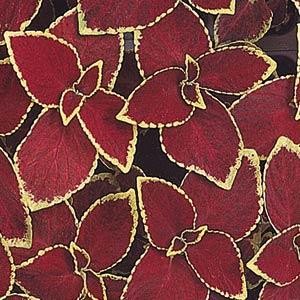 Coleus_Wizard_Scarlet