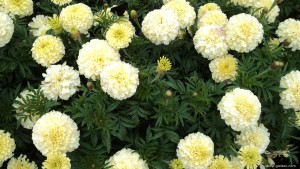 18541-aksamitnik-vzprimeny-x-vanilla-tagetes-erecta-a