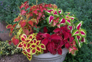 222264__a-multitude-of-coleus_p