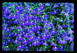 lobelia_pendula_regatta_marine_blue