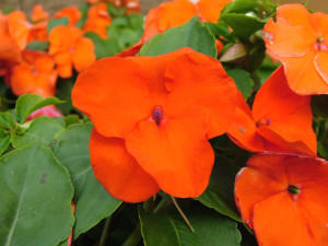Impatiens+walleriana+Balance+Orange+full