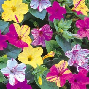 Мирабилис Ялапа Mixed (Семена)