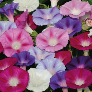 Morning Glory 1