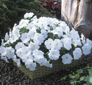 Petunia-F1-Trilogy-White-Lg1