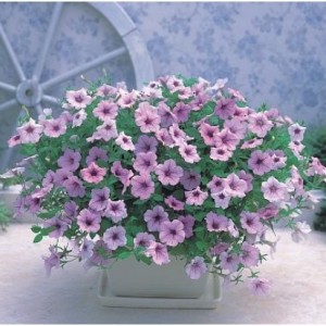 Petunia_Opera_Supreme_Lilac_Ice1-500x500