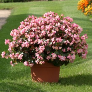 Бегония Stara Deep Rose (Драже)