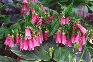 image111