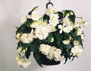 img.php