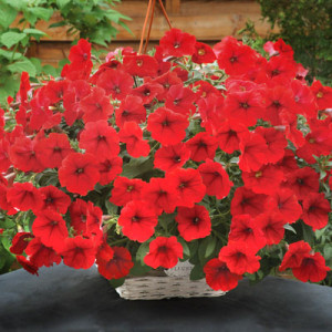 opera_red