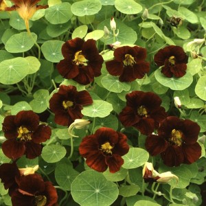 tropaeolum-majus-24