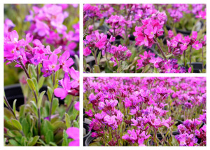 arabis-resnitchatolistnyj