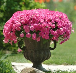 vaso-de-petunia