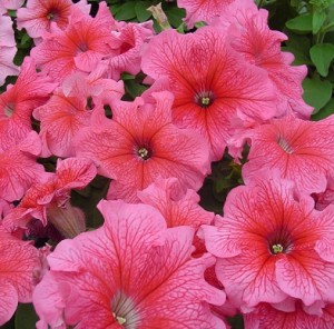 362.21-Tango-red-veined-a