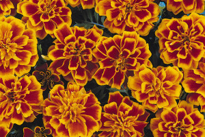 Tagetes+patula+Bonanza+Bolero+full-e1364076635336