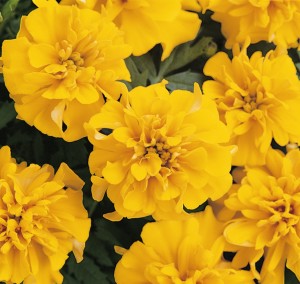 Tagetes+patula+Bonanza+Gold+full