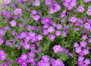 Нирембергия_100_Purple_Robe_фото_www.budsandblossoms.com