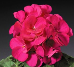 PH244Exp Violet