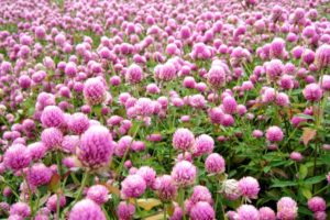 85557__gomphrena-globosa_p