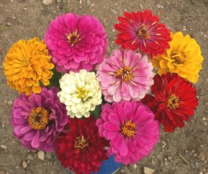 zinniaeleganscaliforniagiants3197