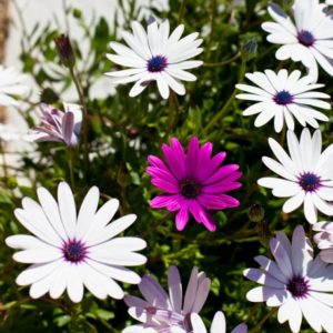 osteospermum-passion-mix-3-sht