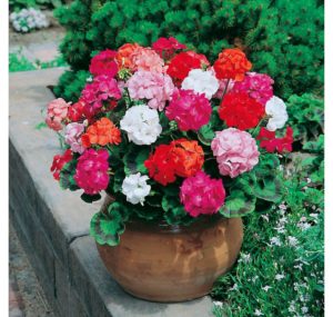 pelargonija-multibloom-f1-mix-5-sht-draje