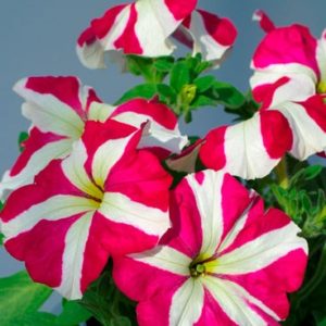 362-31-petunia-tango-rose-star-06-c015