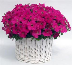 petunia-gioconda-rose