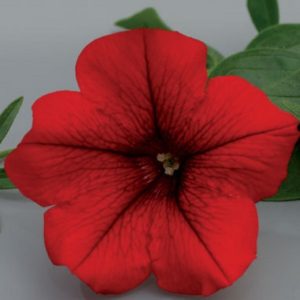 large_petunia-table-dark-red