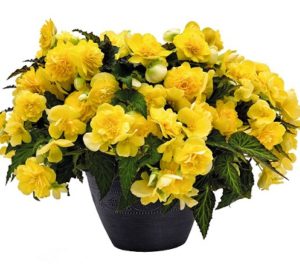 nonstop-joy-yellow-c8270-10