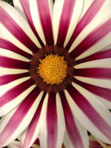 original_new-day-rose-stripe-gazania-jpg-rend-hgtvcom-1280-1707
