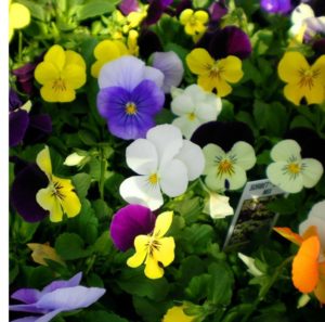 viola-rogataya-sorbet-f1-mix-25-sht-semyan