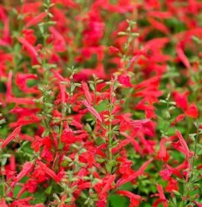 Salvia roemeriana @Hot Trumpets@