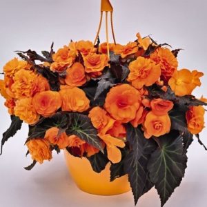 --nonstop-mocca-bright-orange-c7510-2