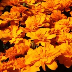 Алюмия deeporange (шлифованные)