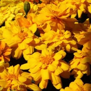 Алюмияgold (шлифованные)
