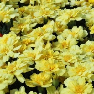 Алюмияvanillacream (шлифованные)
