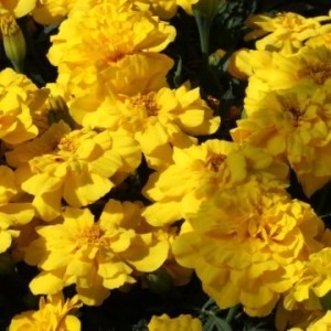 Алюмияyellow (шлифованные)