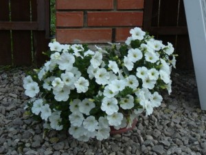 Опера Суприм white (Драже)