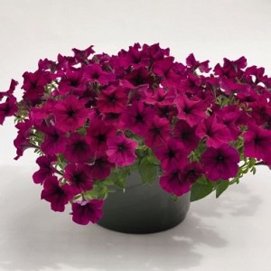 Рамблин burgundy chrome (драже)