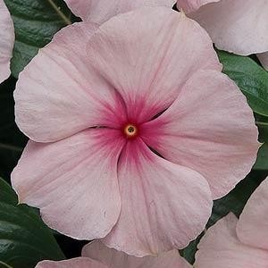 Титан blush