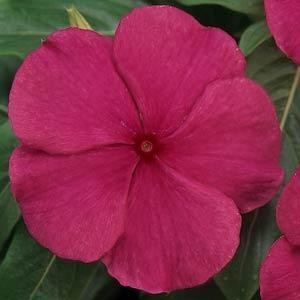 Титан burgundy
