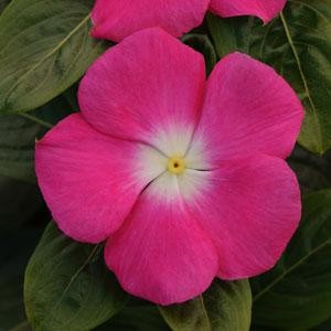 Титан rose halo