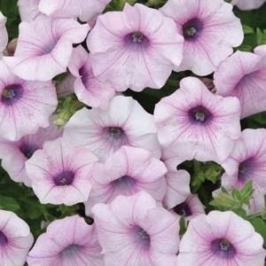Шок Вейв pink vtin (драже)