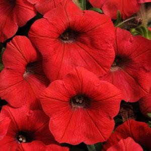 Шок Вейв red (драже)